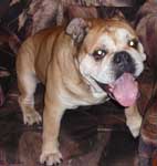 BULLDOG