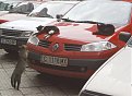 Click image for larger version

Name:	____________opel______-_fun_743.jpg
Views:	8162
Size:	75,3 KB
ID:	2012521
