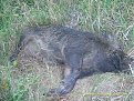 Click image for larger version

Name:	img_2121_318.jpg
Views:	621
Size:	170,5 KB
ID:	2014615