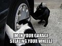 Click image for larger version

Name:	funny_cat_pictures_077_198.jpg
Views:	3079
Size:	45,8 KB
ID:	2016742