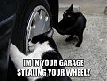 Click image for larger version

Name:	funny_cat_pictures_077_198.jpg
Views:	3026
Size:	45,8 KB
ID:	2016742