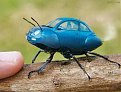 Click image for larger version

Name:	beetlesbeetle_210.jpg
Views:	1764
Size:	44,4 KB
ID:	2022056