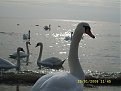 Click image for larger version

Name:	sl270699_small_202.jpg
Views:	4161
Size:	39,9 KB
ID:	2022080