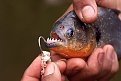 Click image for larger version

Name:	piranha_close_md_120.jpg
Views:	1584
Size:	42,5 KB
ID:	2023958