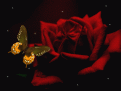 Click image for larger version

Name:	rose_stars_and_butterfly_639.gif
Views:	716
Size:	38,9 KB
ID:	2030612