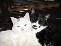 Click image for larger version

Name:	img_0818_136.jpg
Views:	3064
Size:	31,8 KB
ID:	2036822