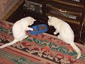 Click image for larger version

Name:	img_0116_173.jpg
Views:	3060
Size:	53,3 KB
ID:	2036823