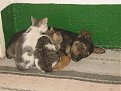 Click image for larger version

Name:	resize_of_img_7229_797.jpg
Views:	2900
Size:	101,8 KB
ID:	2037413