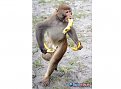 Click image for larger version

Name:	banan1_126.jpg
Views:	537
Size:	241,2 KB
ID:	2038872