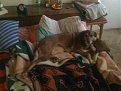 Click image for larger version

Name:	img_0034_802.jpg
Views:	1484
Size:	71,9 KB
ID:	2042849