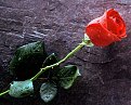 Click image for larger version

Name:	true_love_forever_red_rose_258.jpg
Views:	1198
Size:	297,8 KB
ID:	2044303