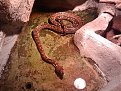 Click image for larger version

Name:	zoo2_175.jpg
Views:	828
Size:	246,4 KB
ID:	2052788