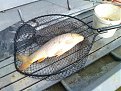 Click image for larger version

Name:	carp_206.jpg
Views:	490
Size:	62,3 KB
ID:	2064895