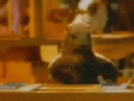 Click image for larger version

Name:	marmot_133.gif
Views:	1967
Size:	177,2 KB
ID:	2066864