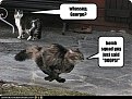Click image for larger version

Name:	cat_will_help_with_bombs_326.jpg
Views:	3591
Size:	43,6 KB
ID:	2070344