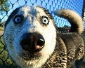 Click image for larger version

Name:	husky_funny_face_amazing_creture_blogspot_627.jpg
Views:	656
Size:	57,0 KB
ID:	2085719