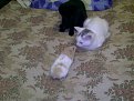Click image for larger version

Name:	306418_2241389641396_107403236_n_848.jpg
Views:	1926
Size:	157,0 KB
ID:	2090012