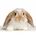 Click image for larger version

Name:	rabbit_150.jpg
Views:	4536
Size:	54,2 KB
ID:	2109129